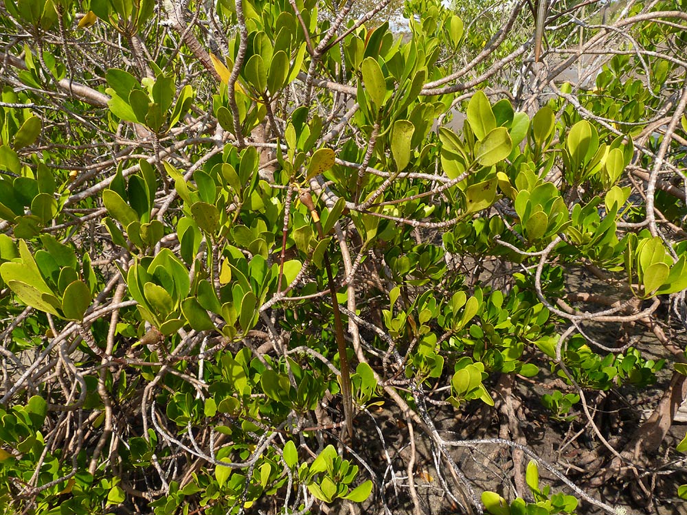 Ceriops tagal