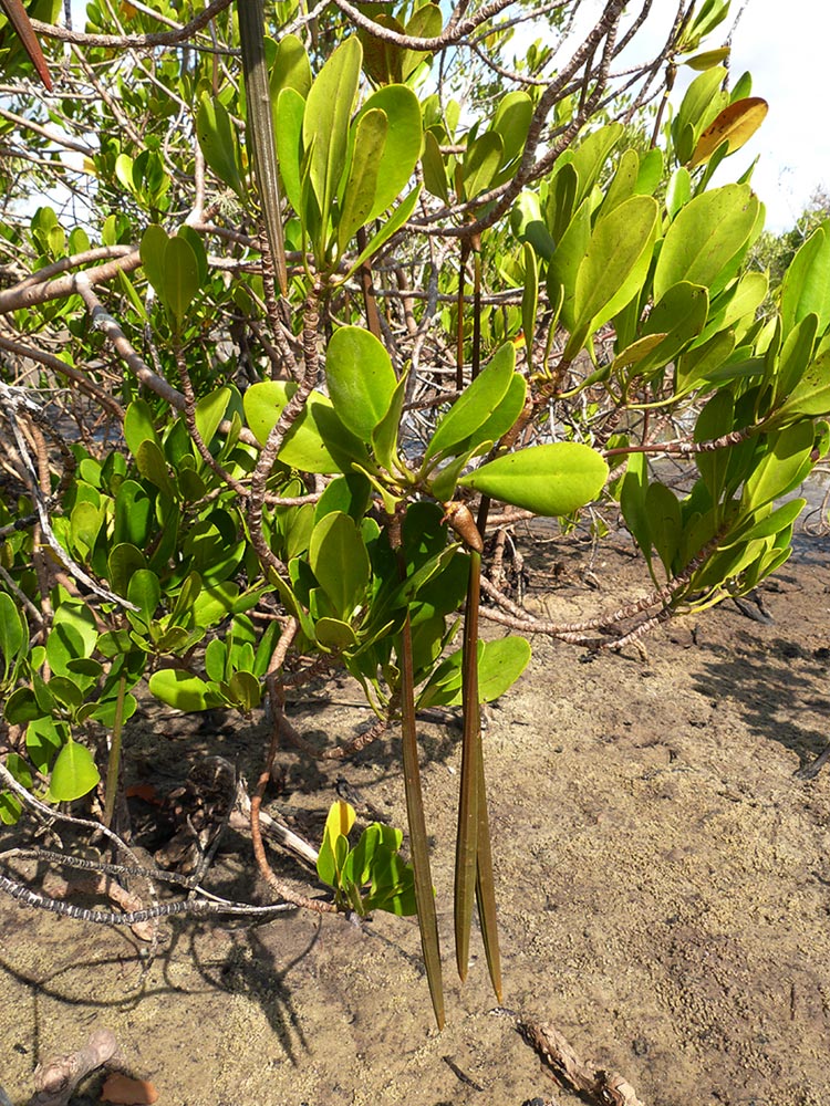 Ceriops tagal