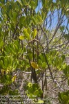 Ceriops tagal