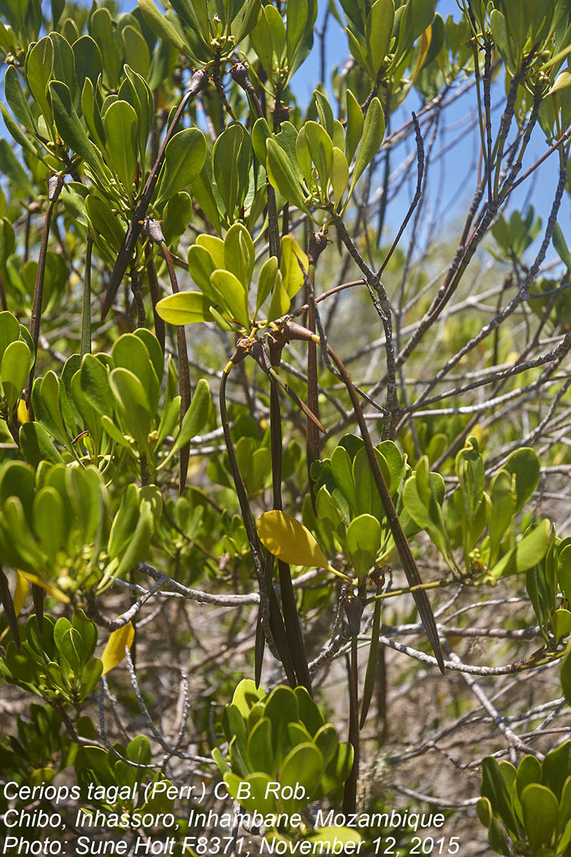 Ceriops tagal