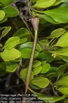 Ceriops tagal
