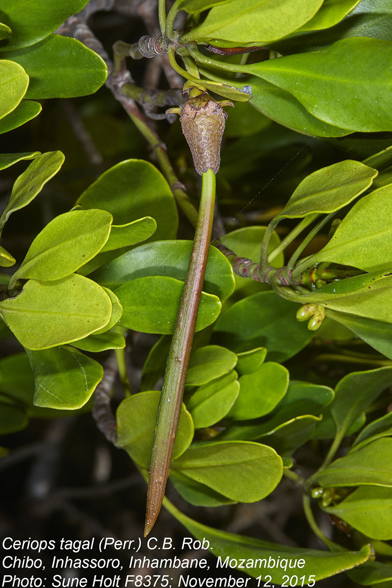 Ceriops tagal