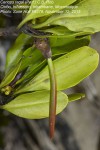 Ceriops tagal