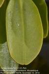 Ceriops tagal