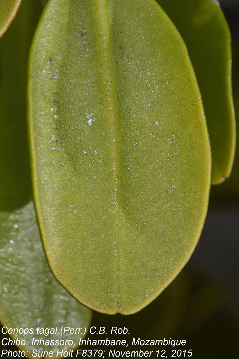 Ceriops tagal