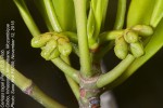 Ceriops tagal