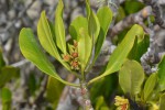 Ceriops tagal