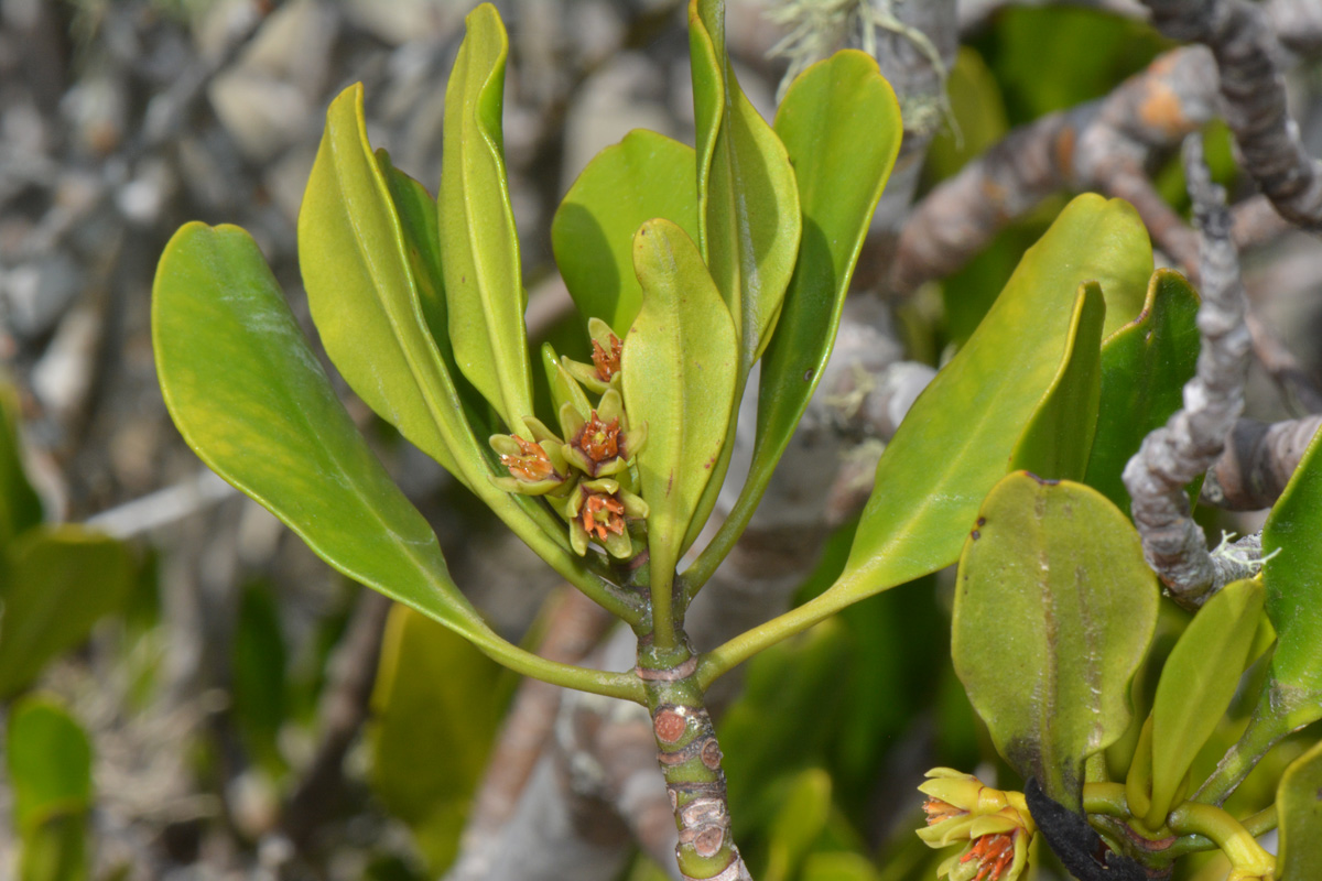 Ceriops tagal