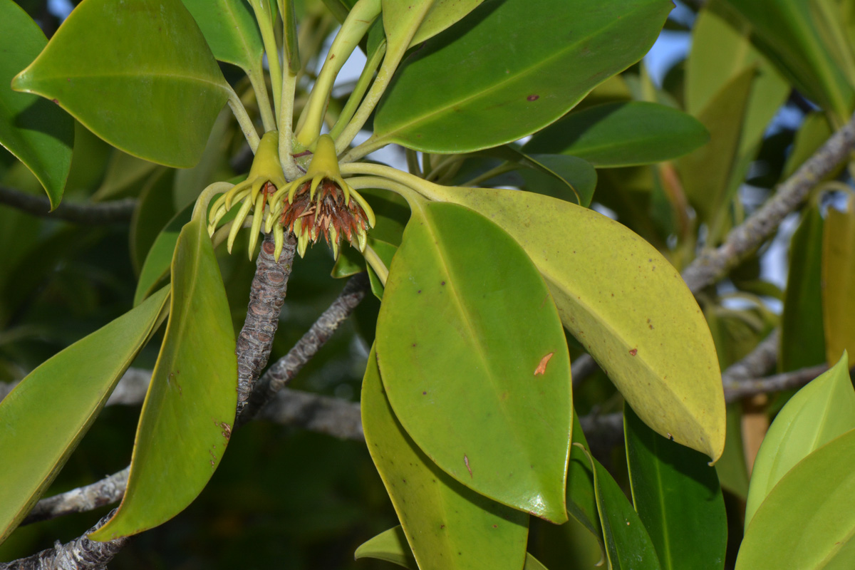Bruguiera gymnorrhiza