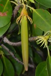 Bruguiera gymnorrhiza