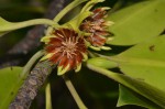Bruguiera gymnorrhiza