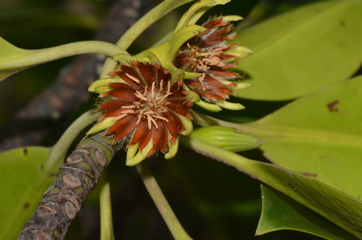Bruguiera gymnorrhiza