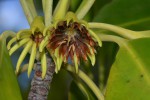 Bruguiera gymnorrhiza