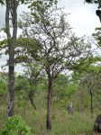 Cassipourea mollis