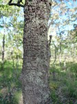 Cassipourea mollis