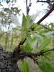Cassipourea mollis