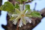Cassipourea mollis