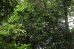 Barringtonia racemosa