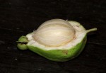 Barringtonia racemosa