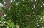 Barringtonia racemosa