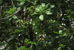Barringtonia racemosa