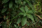 Barringtonia racemosa