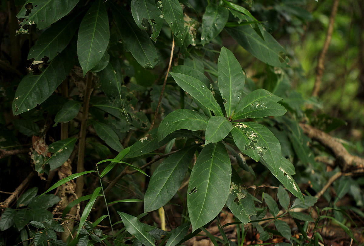 Barringtonia racemosa
