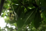 Barringtonia racemosa