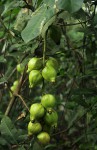 Barringtonia racemosa