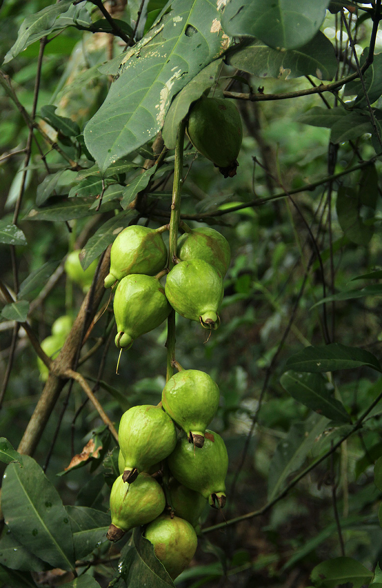Barringtonia racemosa