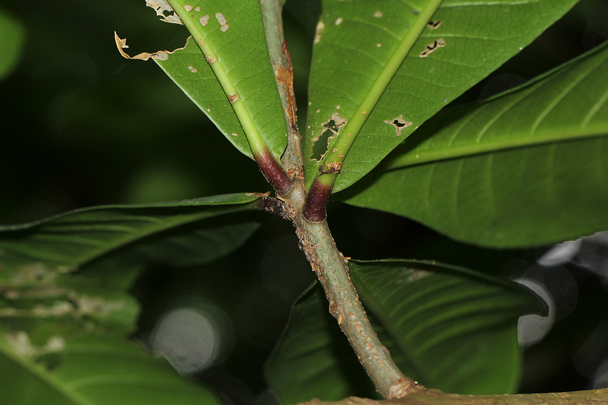Barringtonia racemosa