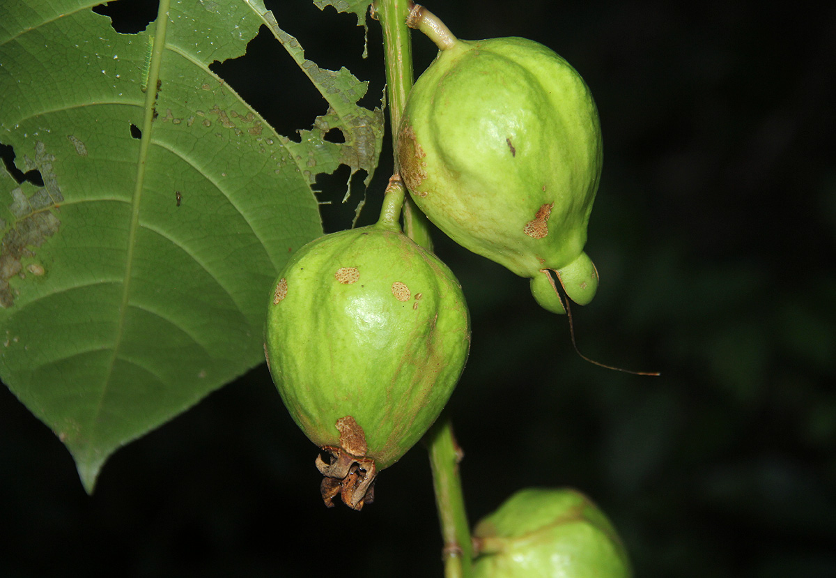 Barringtonia racemosa
