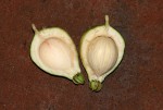 Barringtonia racemosa