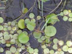 Limnobium laevigatum
