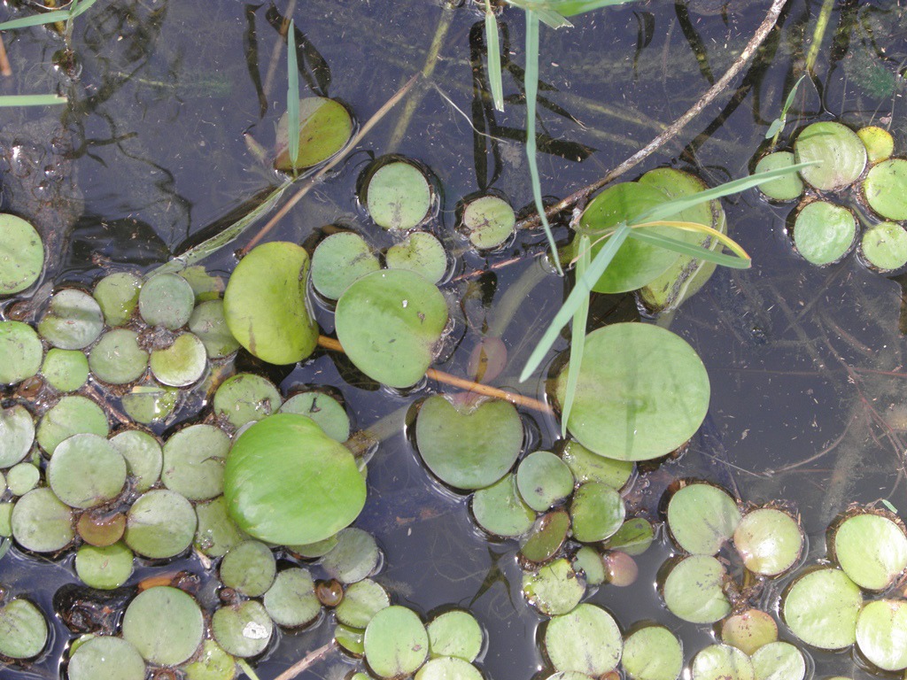 Limnobium laevigatum