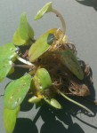 Limnobium laevigatum