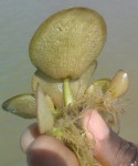 Limnobium laevigatum