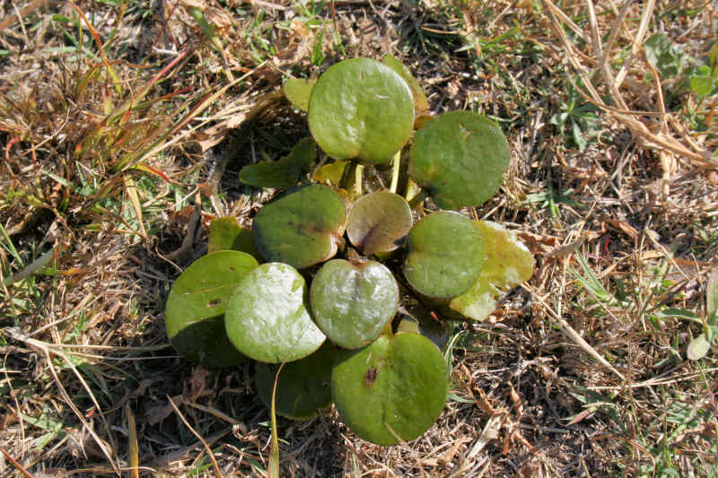 Limnobium laevigatum