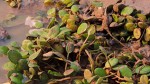 Limnobium laevigatum