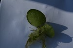Limnobium laevigatum