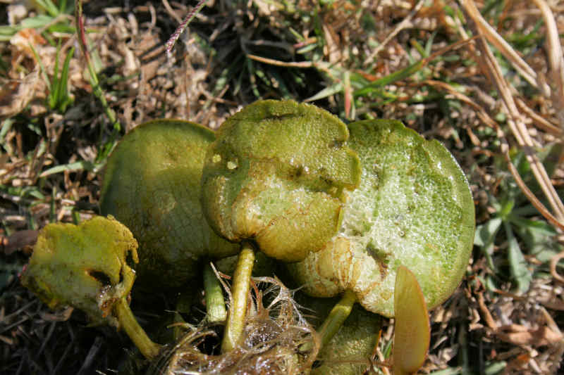 Limnobium laevigatum