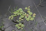 Limnobium laevigatum