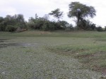 Limnobium laevigatum