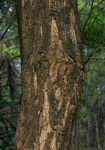 Acacia sieberiana var. sieberiana
