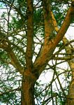 Acacia sieberiana var. sieberiana