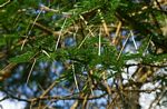 Acacia sieberiana var. sieberiana