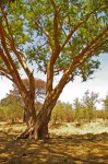 Acacia sieberiana var. sieberiana