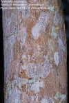 Terminalia catappa