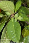 Terminalia catappa