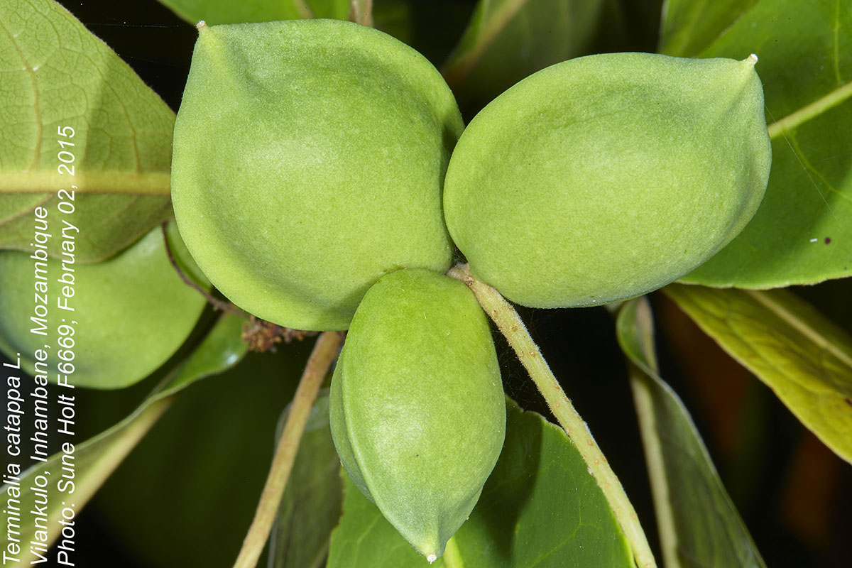 Terminalia catappa
